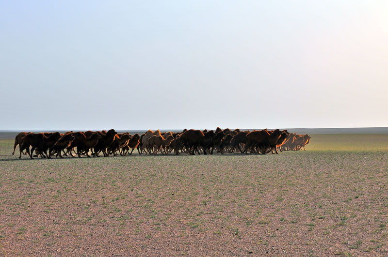 Mongolie